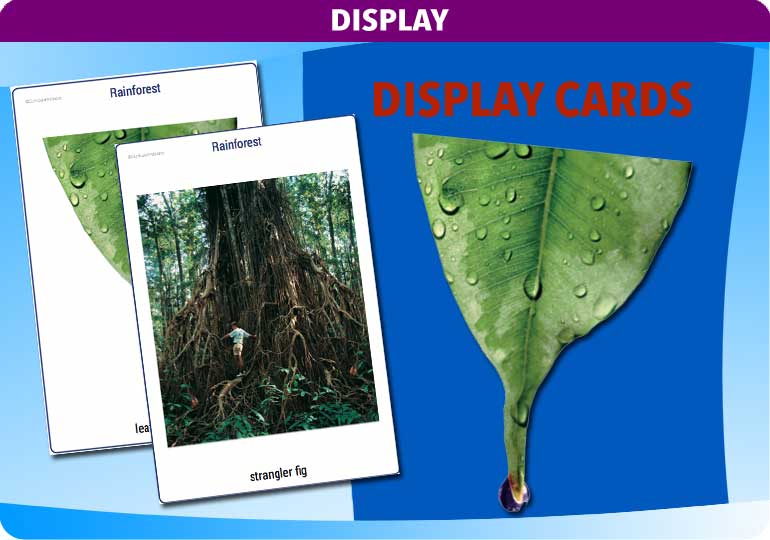 Curriculum Visions teacher rainforest geography resource