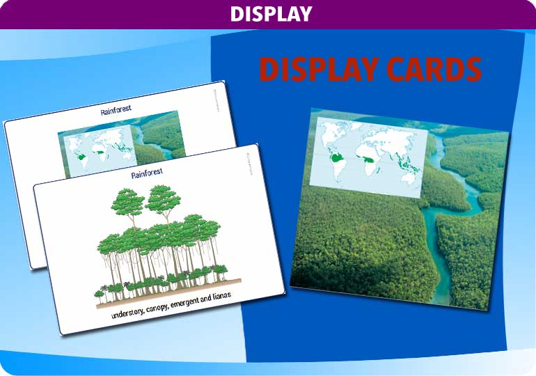 Curriculum Visions teacher rainforest geography resource