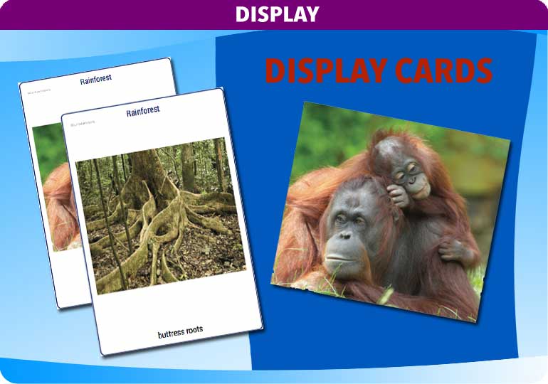 Curriculum Visions teacher rainforest geography resource