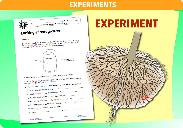 Curriculum Visions teacher helping plants grow resource