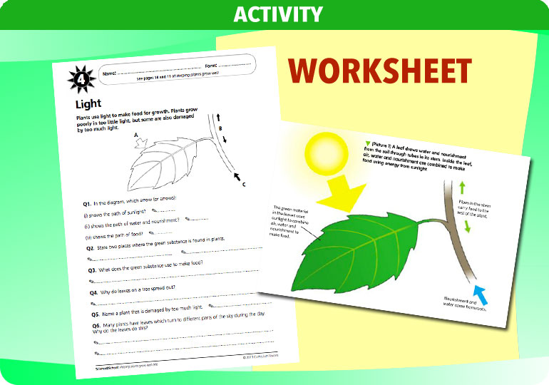 Curriculum Visions teacher helping plants grow resource