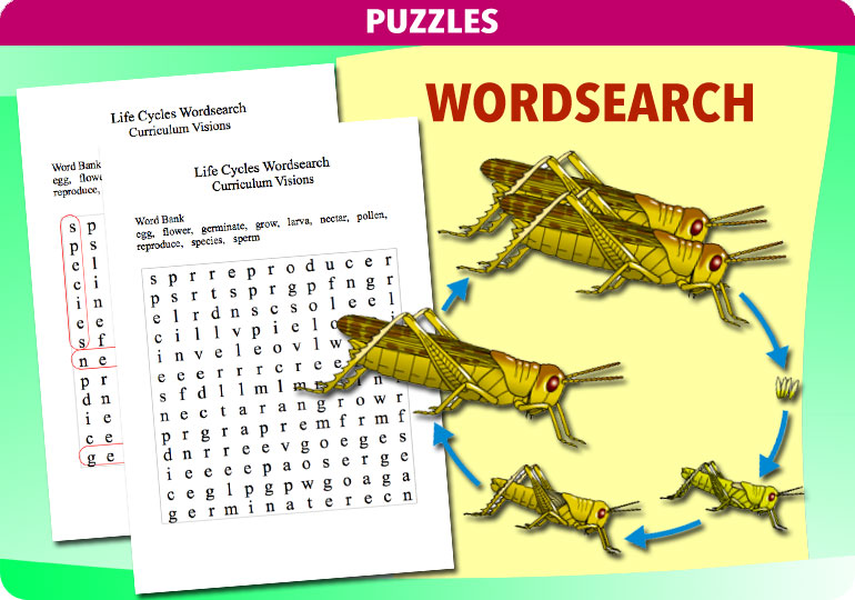 Curriculum Visions teacher life cycles resource