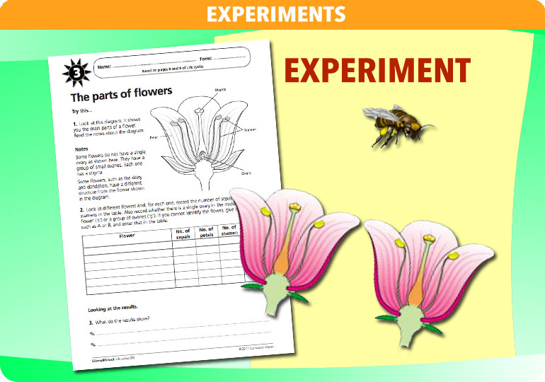 Curriculum Visions teacher life cycles resource