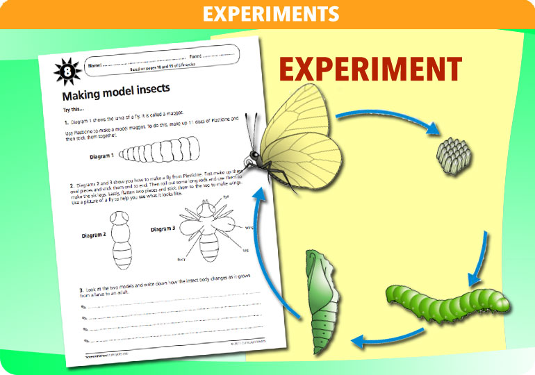 Curriculum Visions teacher life cycles resource