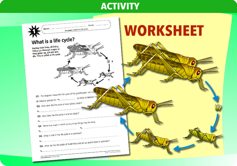 Curriculum Visions teacher life cycles resource