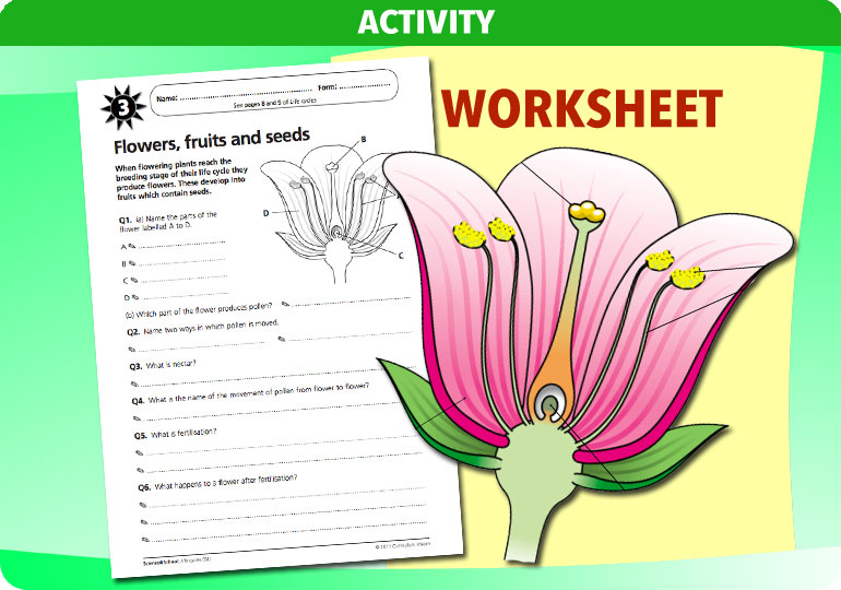 Curriculum Visions teacher life cycles resource