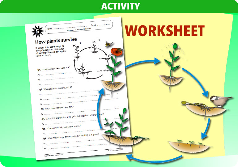 Curriculum Visions teacher life cycles resource