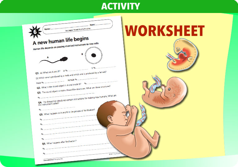 Curriculum Visions teacher life cycles resource