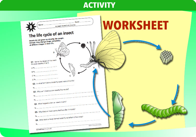 Curriculum Visions teacher life cycles resource