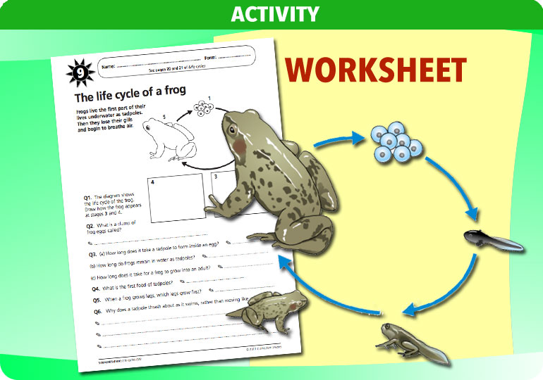 Curriculum Visions teacher life cycles resource