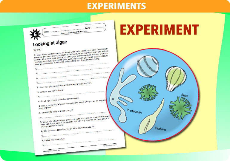 Curriculum Visions teacher microbes resource