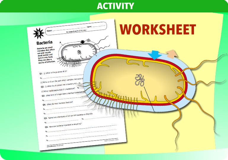 Curriculum Visions teacher microbes resource