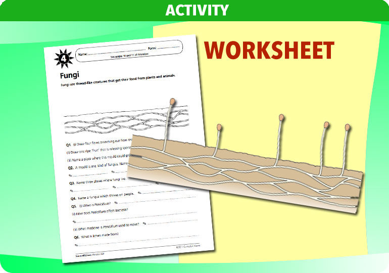 Curriculum Visions teacher microbes resource