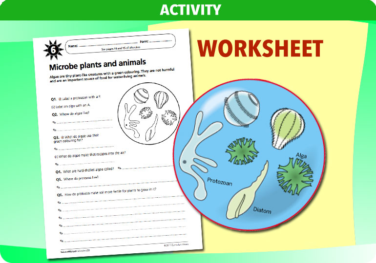 Curriculum Visions teacher microbes resource