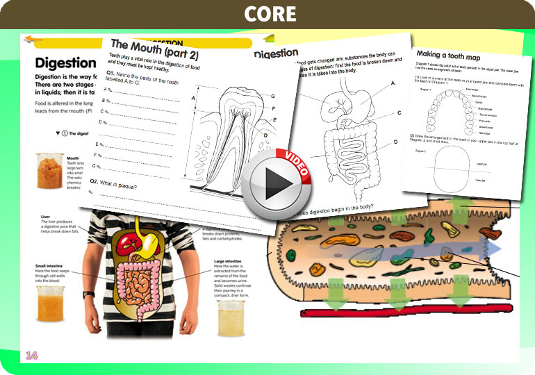 Curriculum Visions teacher the human body science resource