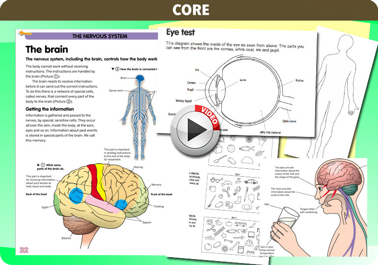 Curriculum Visions teacher the human body science resource