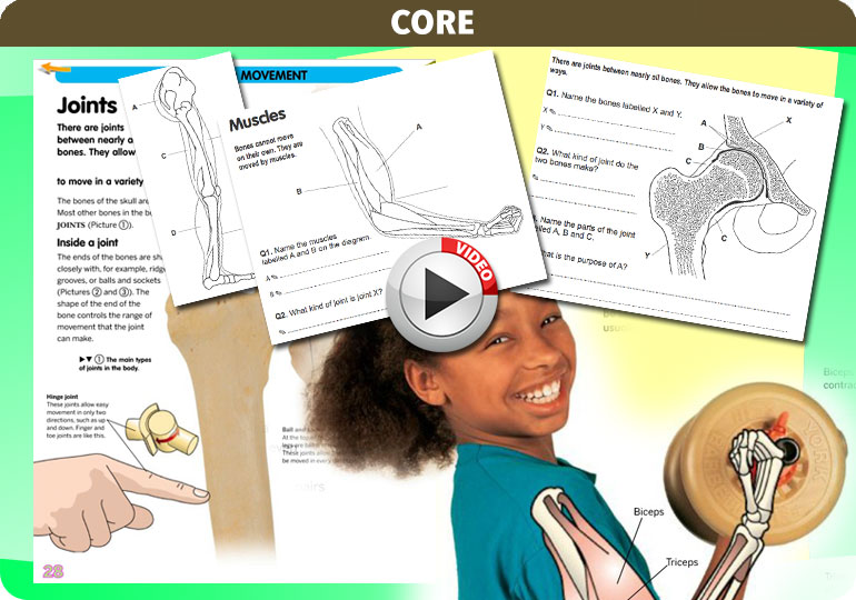 Curriculum Visions teacher the human body science resource