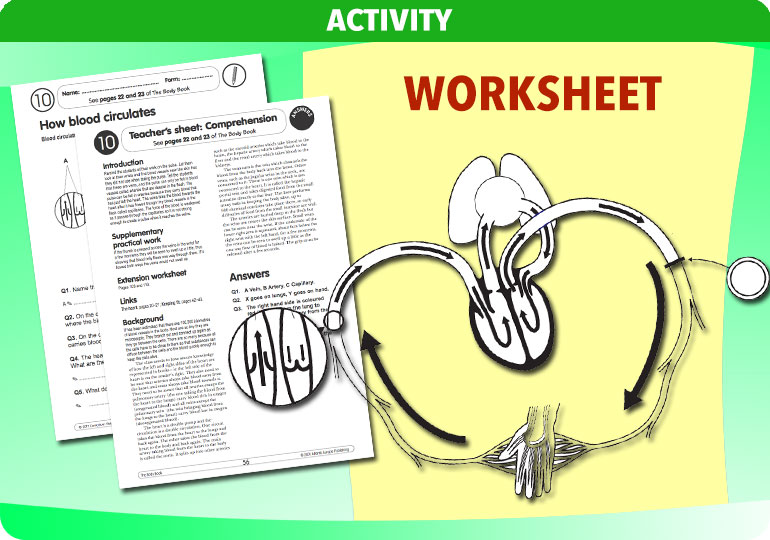 Curriculum Visions teacher the human body science resource