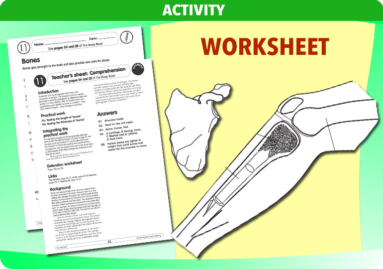 Curriculum Visions teacher the human body science resource