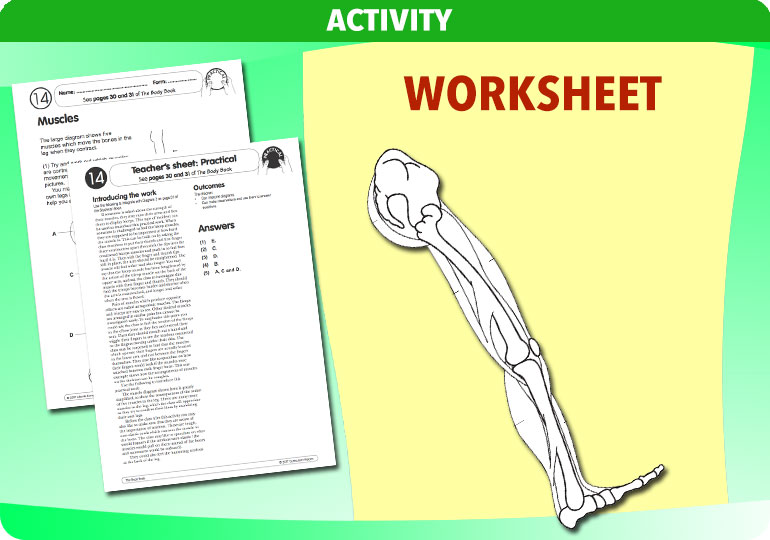 Curriculum Visions teacher the human body science resource