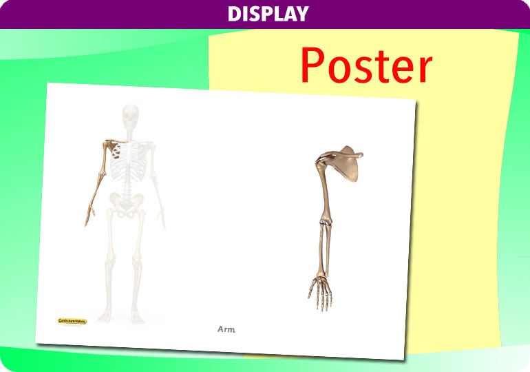 Curriculum Visions teacher the human body science resource