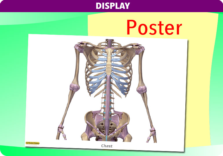 Curriculum Visions teacher the human body science resource