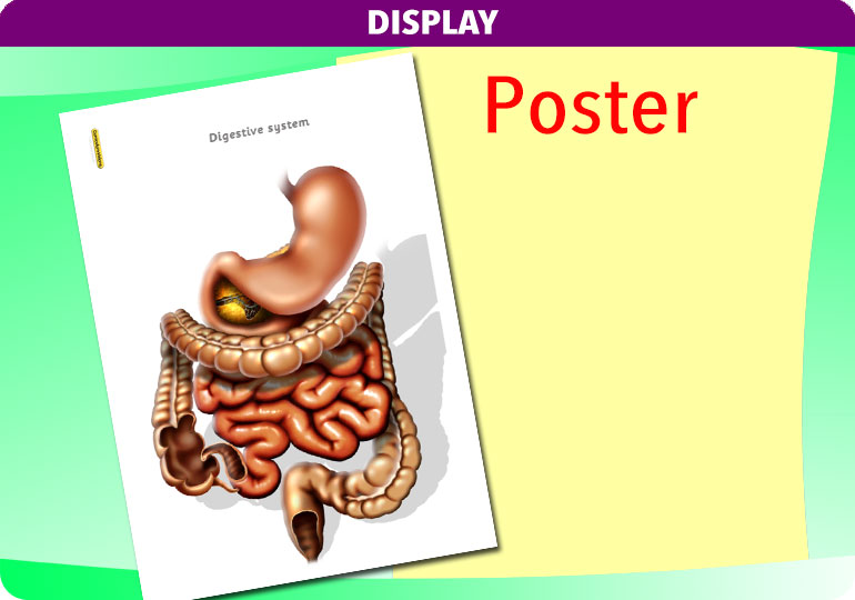 Curriculum Visions teacher the human body science resource