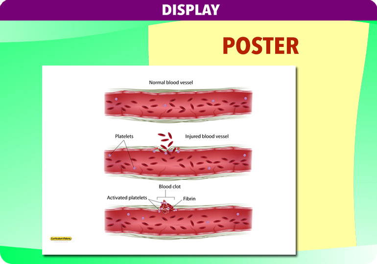 Curriculum Visions teacher the human body science resource