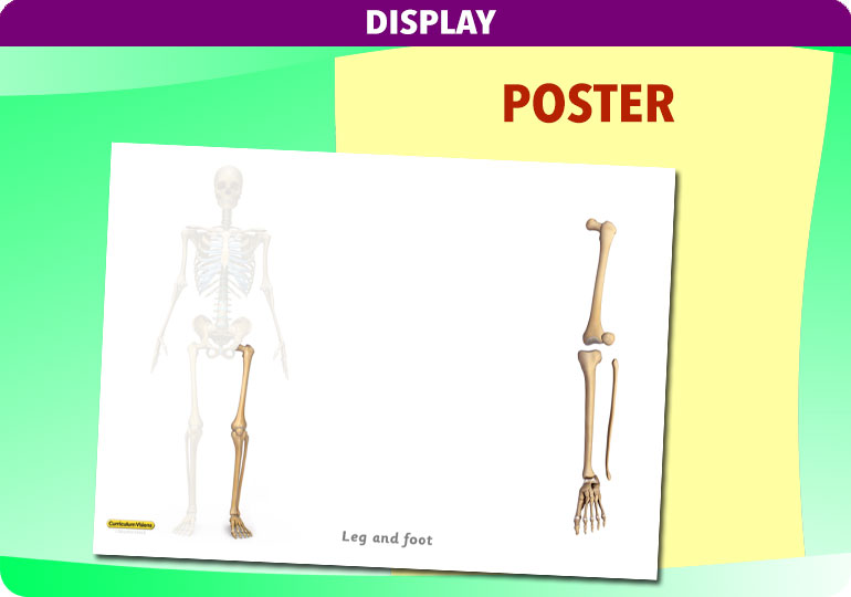 Curriculum Visions teacher the human body science resource