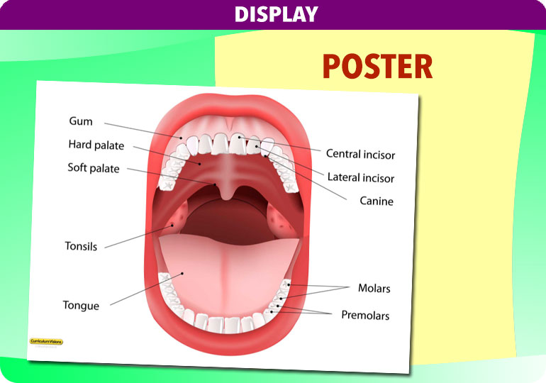 Curriculum Visions teacher the human body science resource