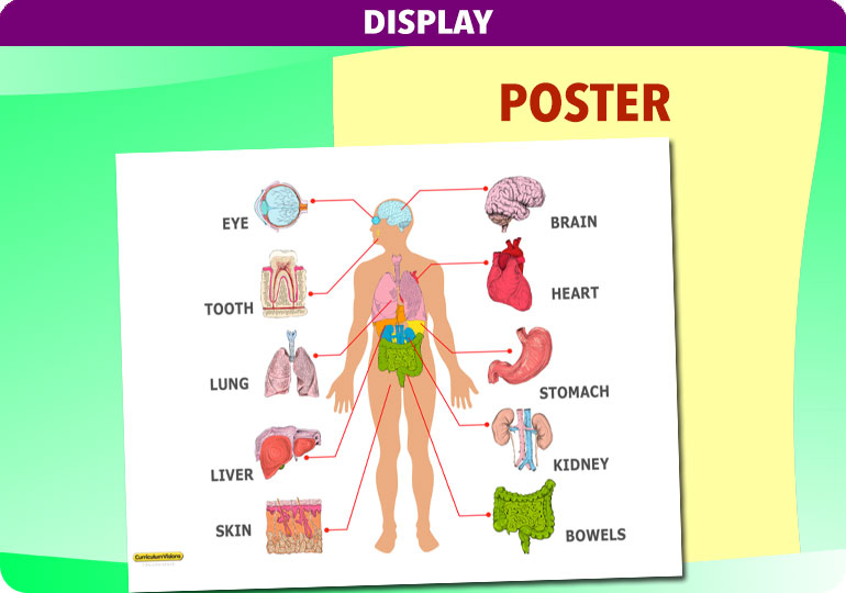 Curriculum Visions teacher the human body science resource