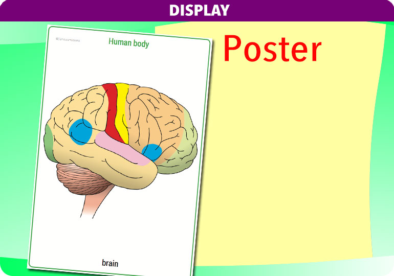 Curriculum Visions teacher the human body science resource