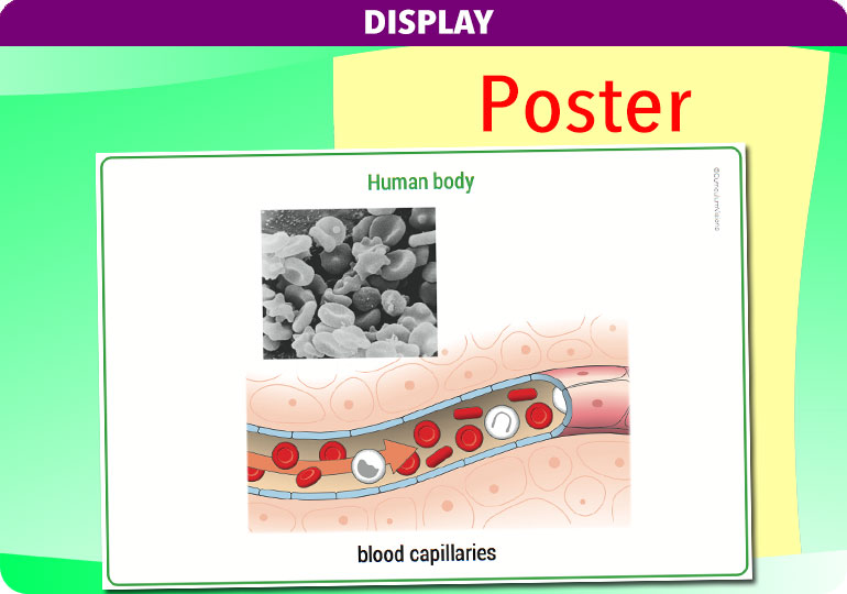 Curriculum Visions teacher the human body science resource