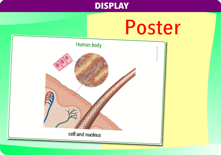 Curriculum Visions teacher the human body science resource