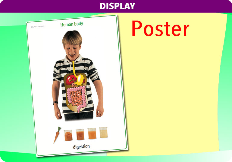 Curriculum Visions teacher the human body science resource