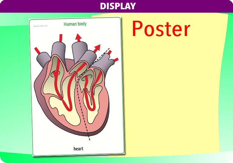 Curriculum Visions teacher the human body science resource