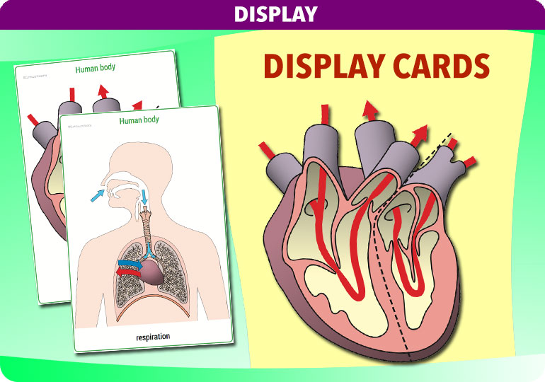 Curriculum Visions teacher the human body science resource