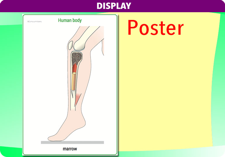 Curriculum Visions teacher the human body science resource