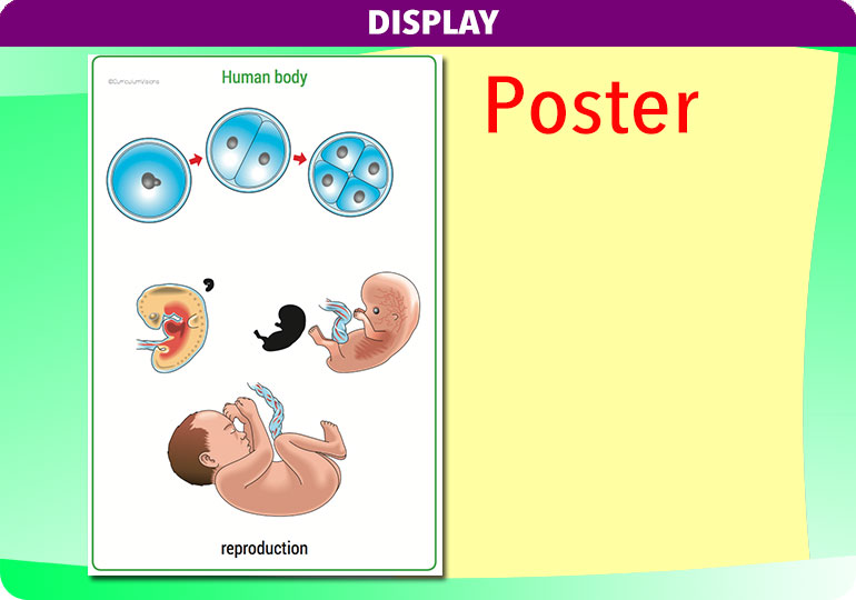 Curriculum Visions teacher the human body science resource