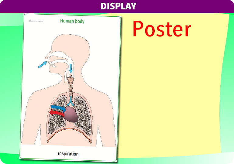 Curriculum Visions teacher the human body science resource