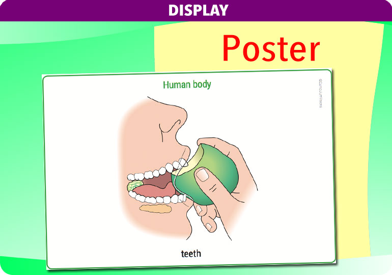 Curriculum Visions teacher the human body science resource