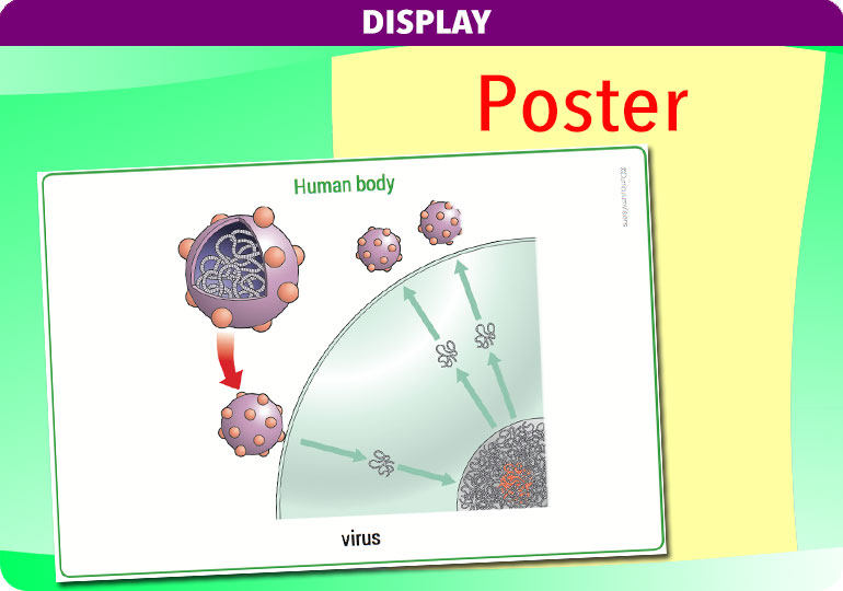 Curriculum Visions teacher the human body science resource