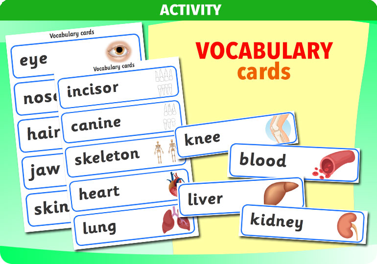 Curriculum Visions teacher the human body science resource