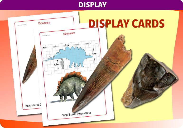 Curriculum Visions teacher dinosaurs, fossils, evolution, science history geography resource