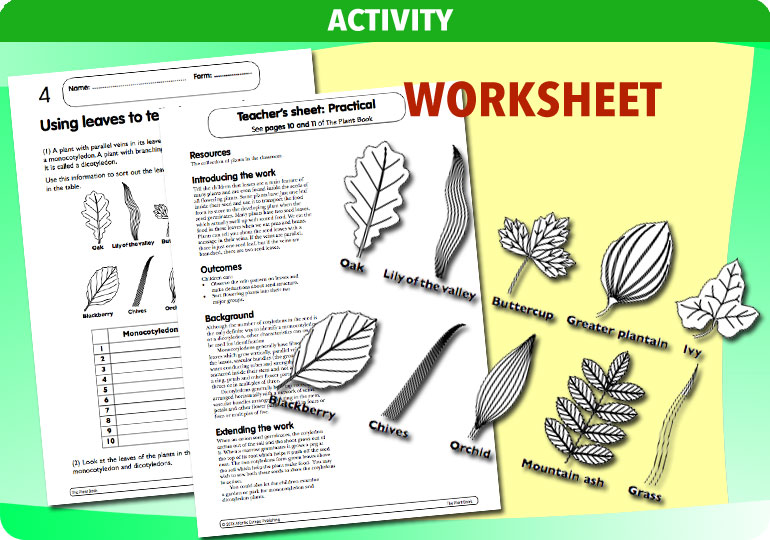 Curriculum Visions teacher the human body science resource