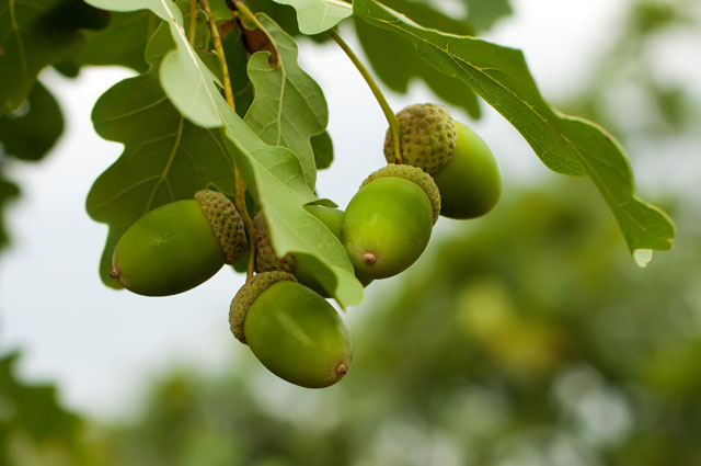 What is an acorn? An acorn is the fruit of the oak tree.