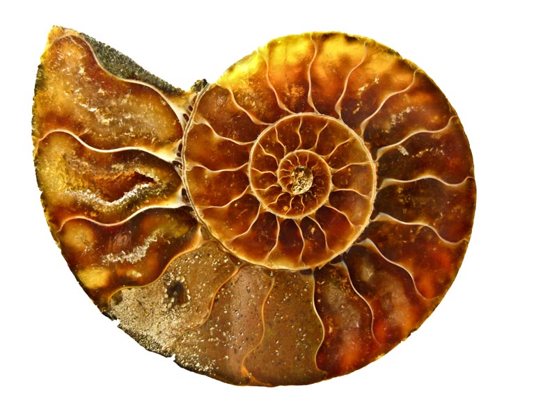 What is an ammonite? An ammonite is an extinct sea creature that looked  something like a flattened snail, but which was related to cuttlefish.