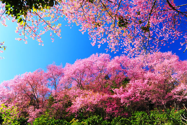 What is blossom? Blossom is the way that some plants – mostly fruit ...