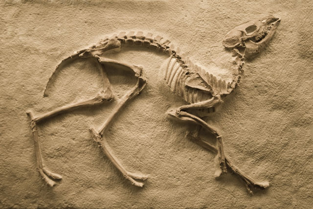 What is a fossil? The preserved remains of a long-dead plant or animal.