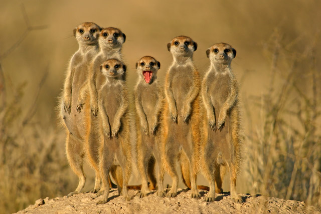 why do meerkats make different calls